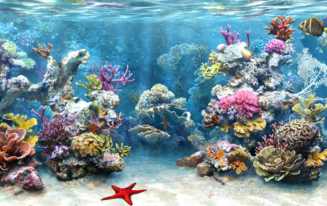 korali_akvarijum